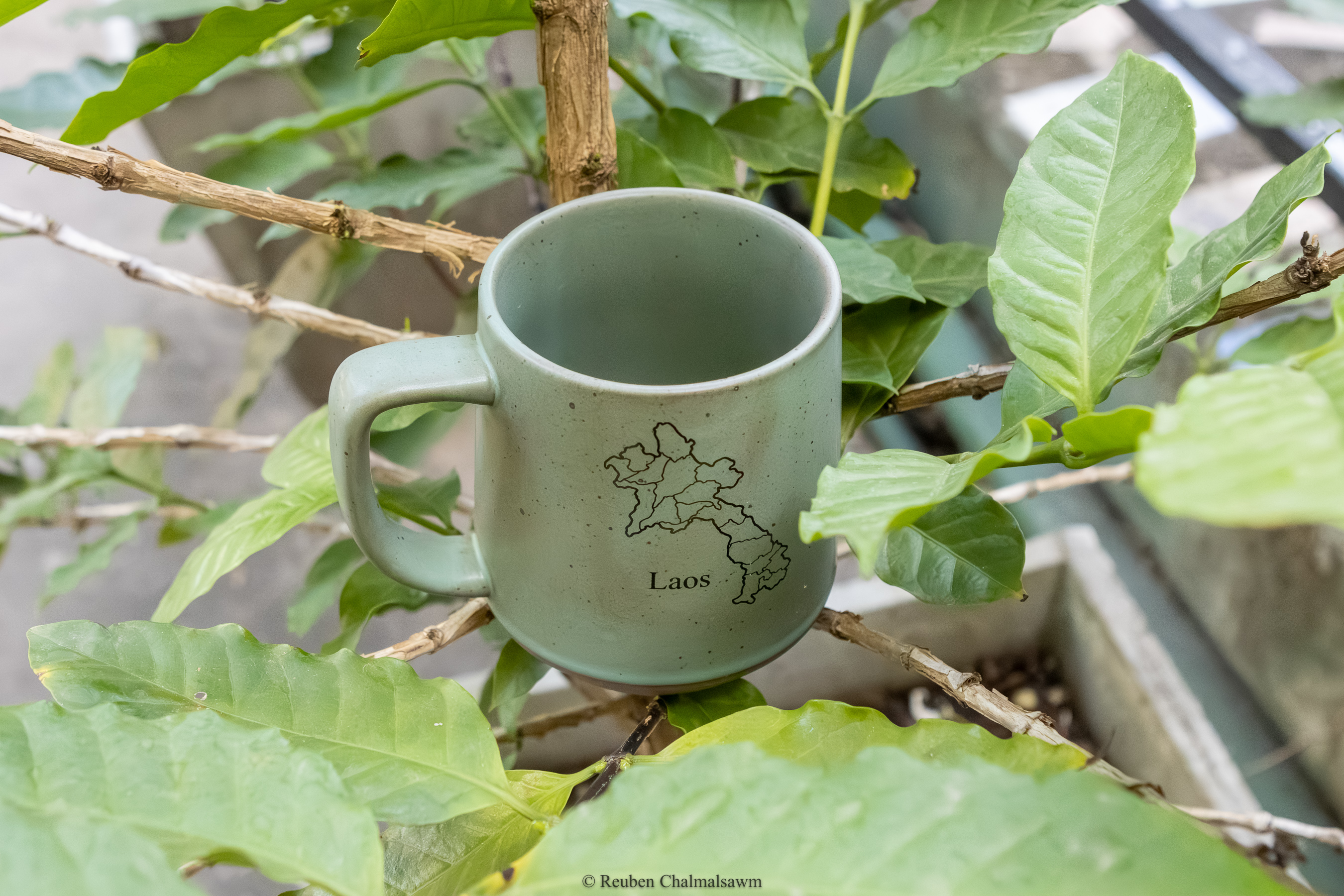 ຈອກກາເຟ